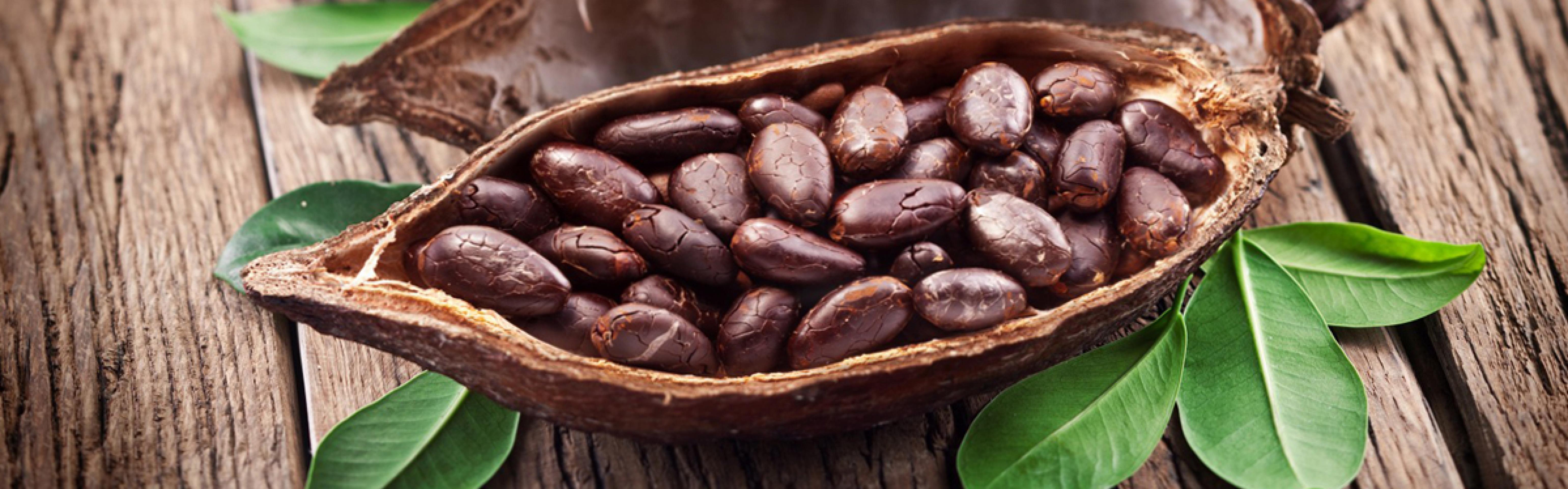 Чем полезны какао бобы?