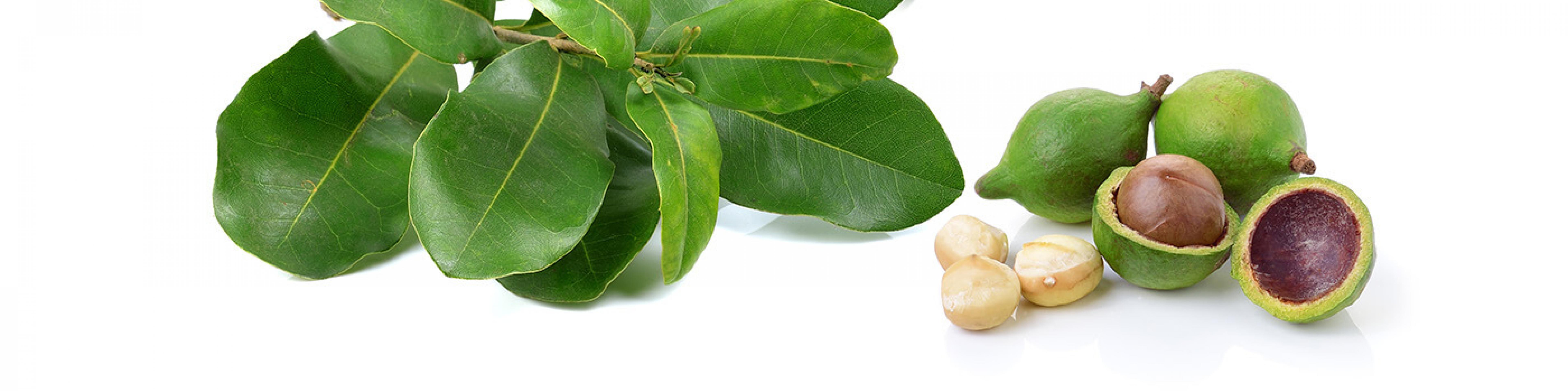 Особенности и полезные свойства ореха макадамия
